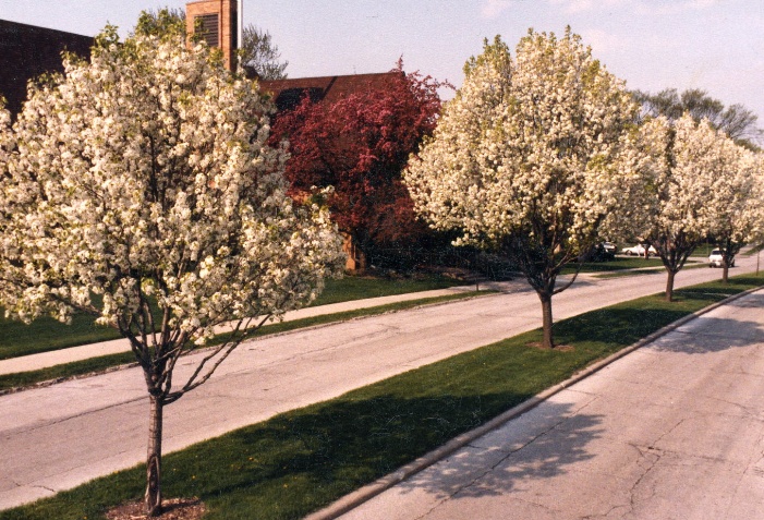 flowering_pears