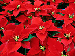 poinsettieas